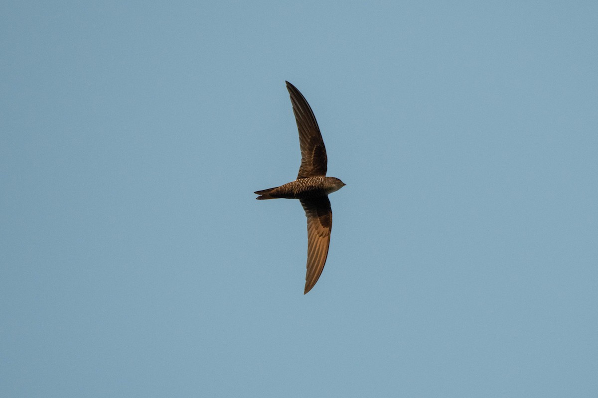 Blyth's Swift - ML629812869