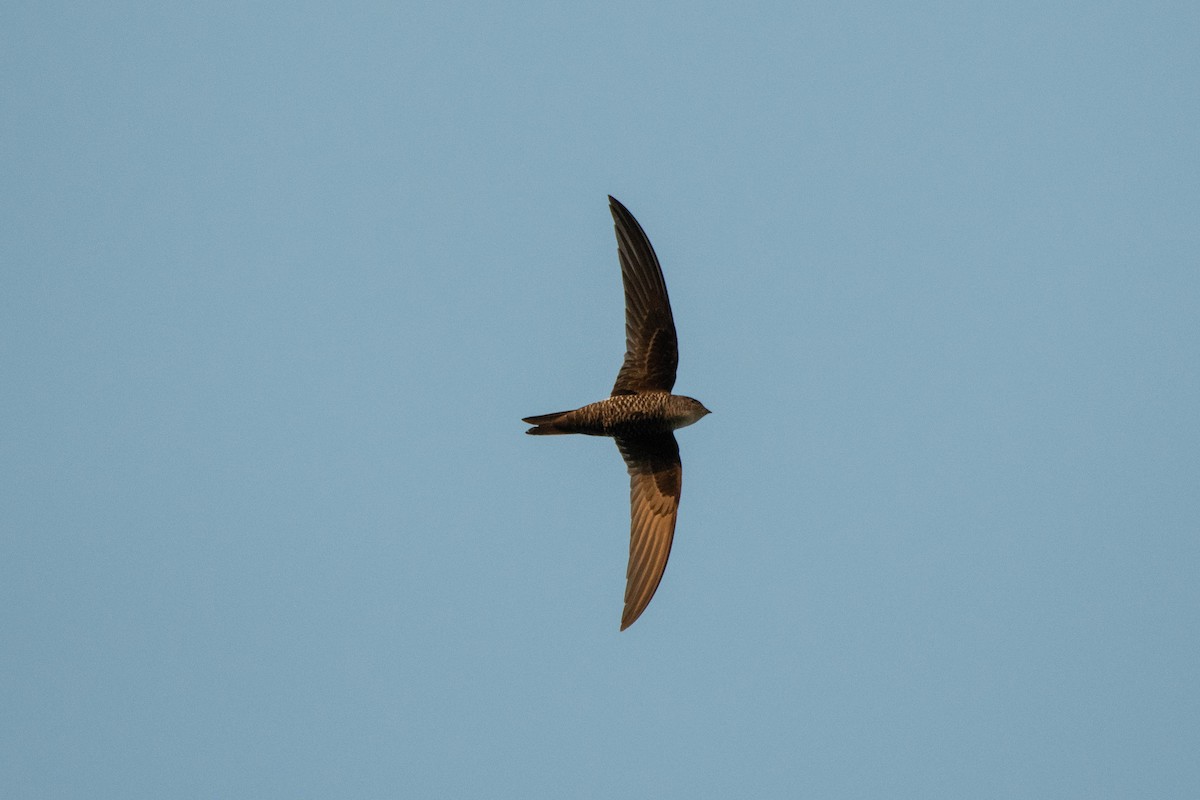 Blyth's Swift - ML629812870