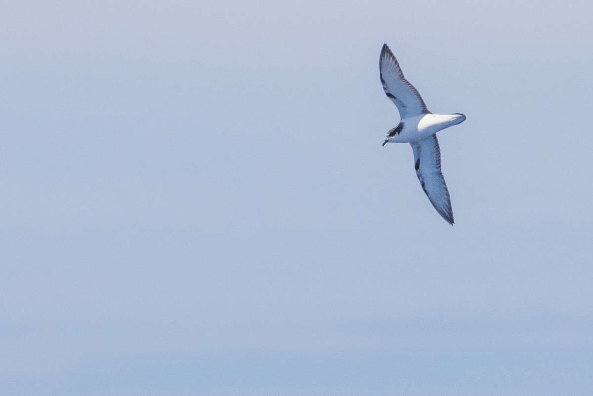 Stejneger's Petrel - ML629812877