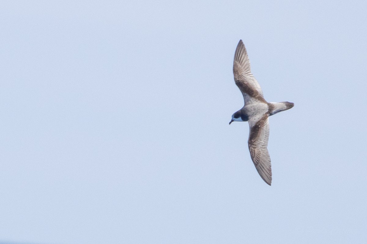 Stejneger's Petrel - ML629812895