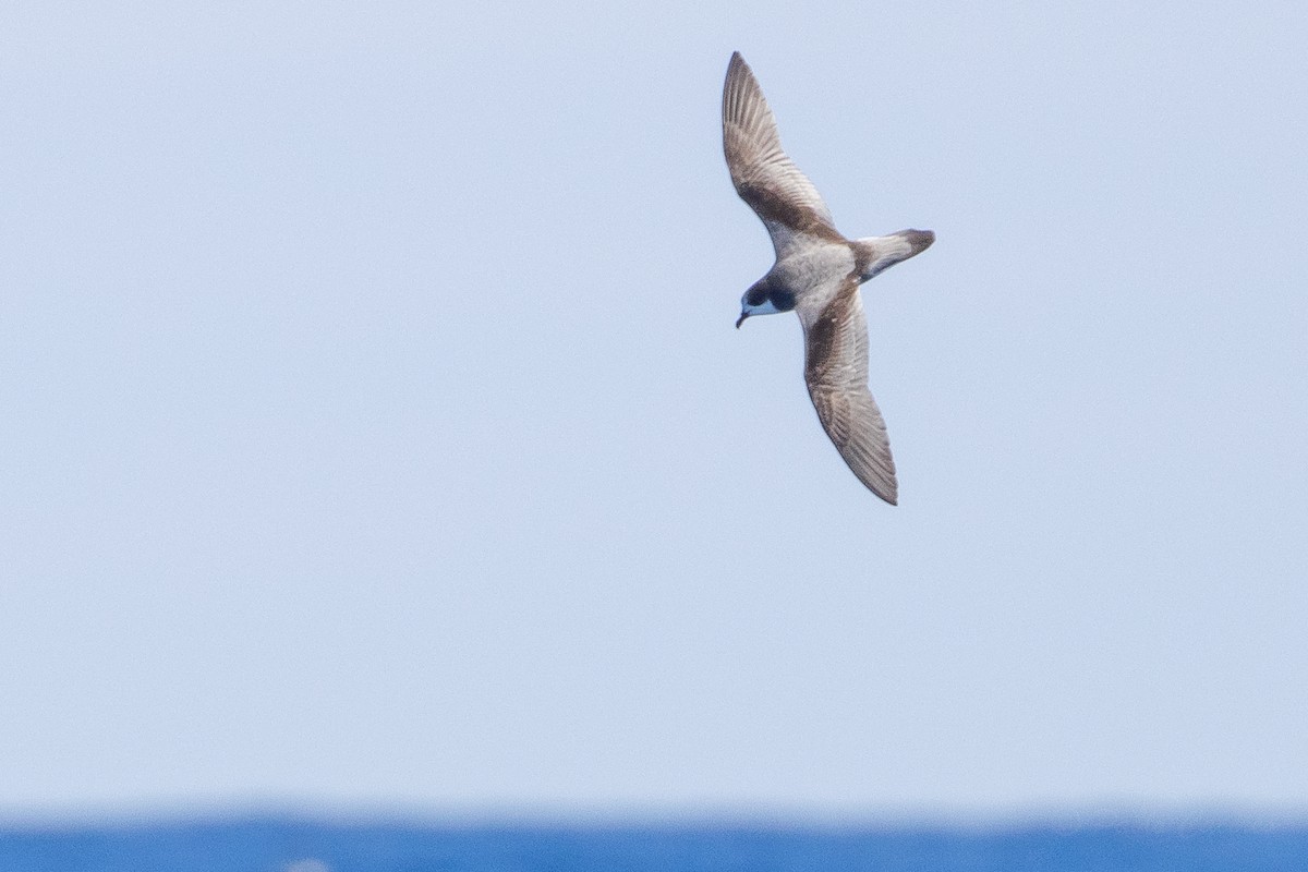 Stejneger's Petrel - ML629812896