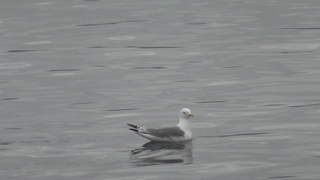 krykkje - ML629812959