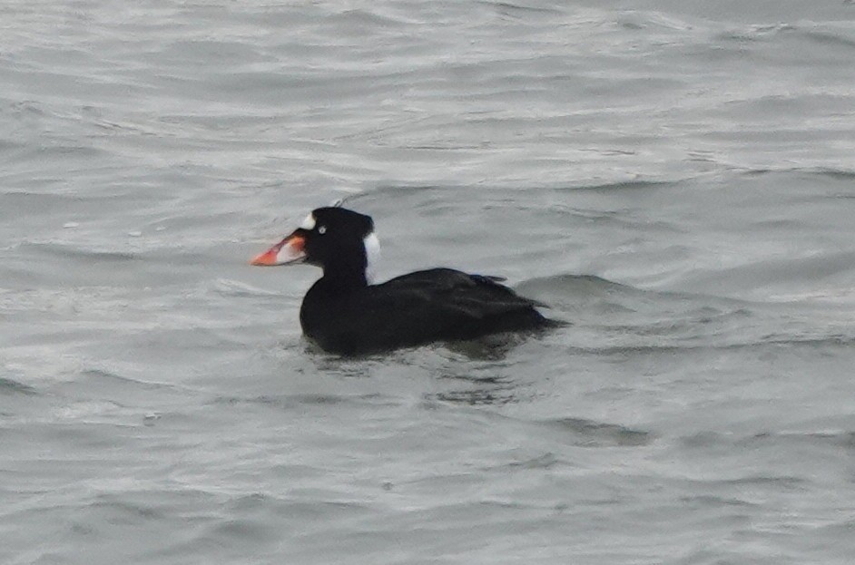 Surf Scoter - ML629812982