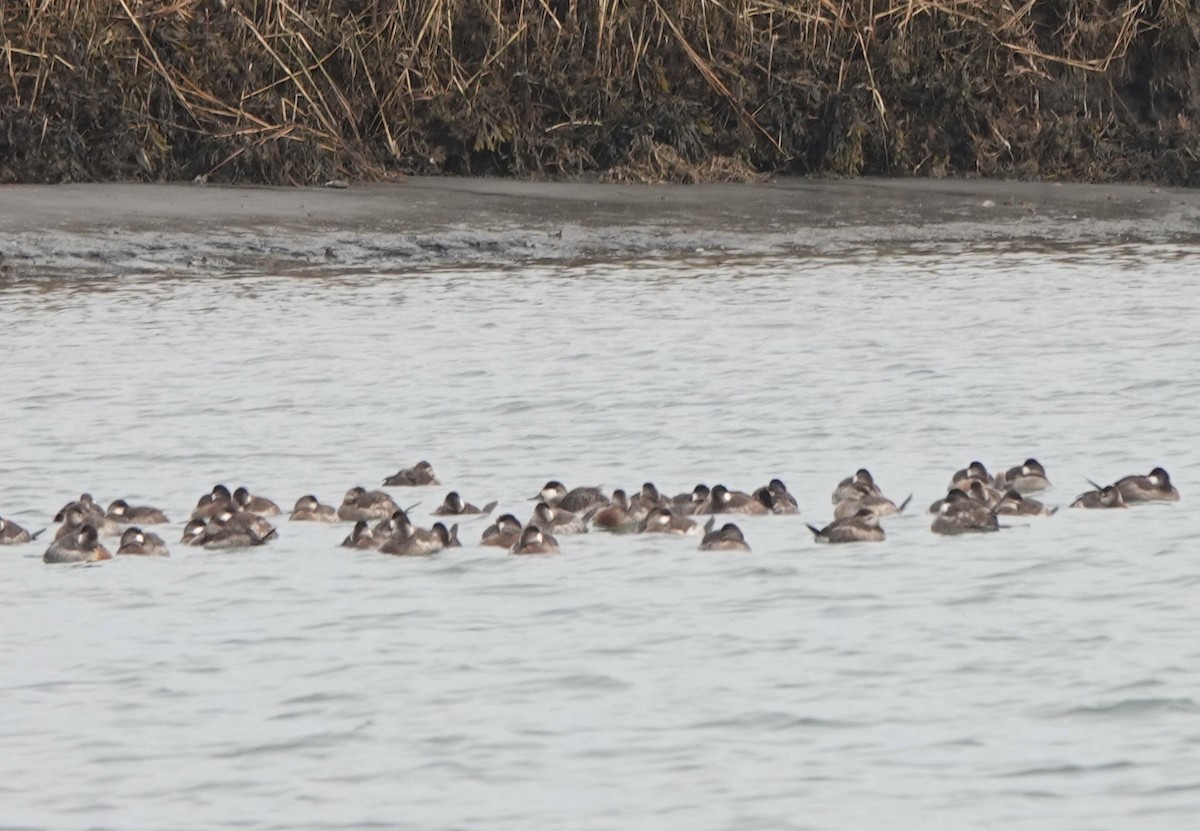 Ruddy Duck - ML629813018