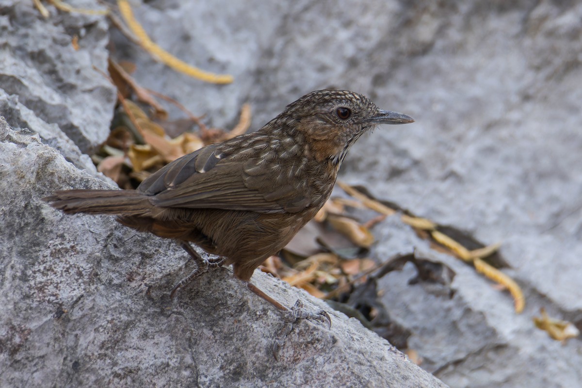 Rufous Limestone Babbler - ML629813052