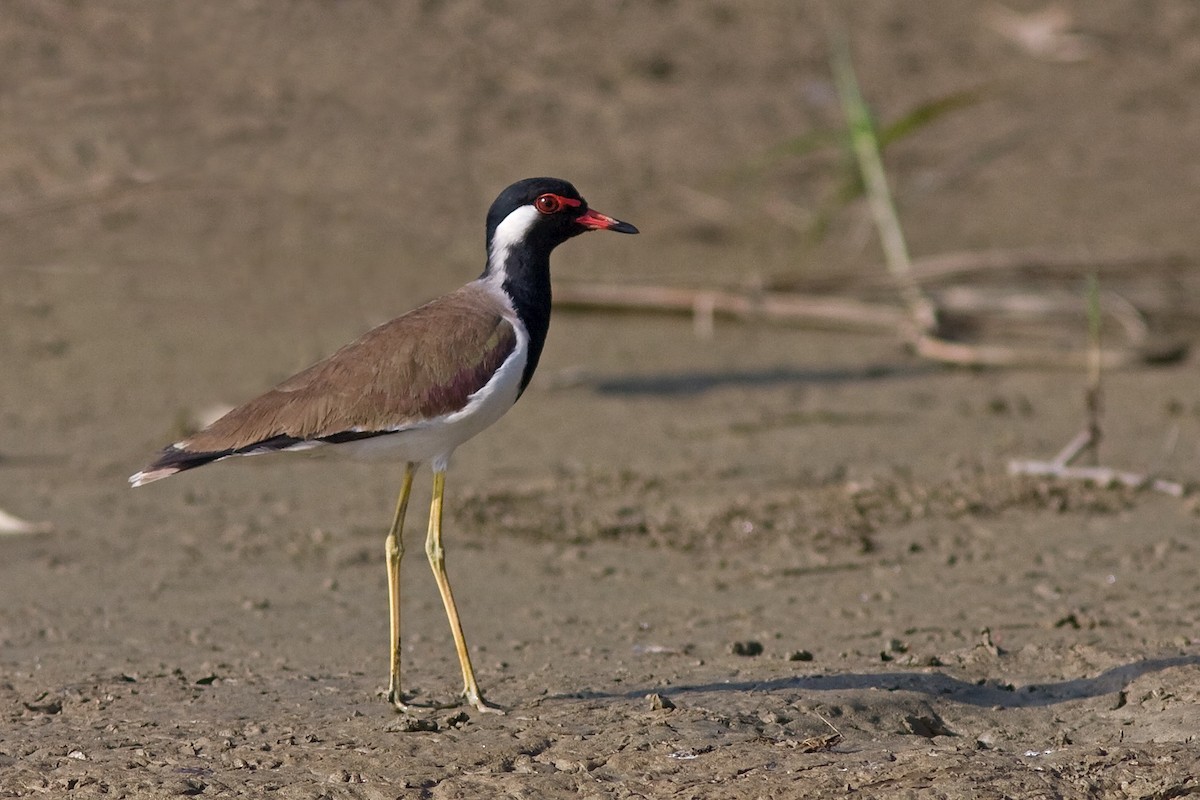 Red-wattled Lapwing - ML629813227