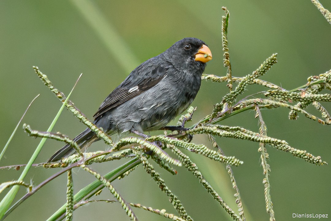 Gray Seedeater - ML629813278