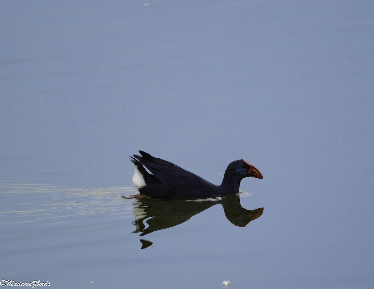 Western Swamphen - ML629813333