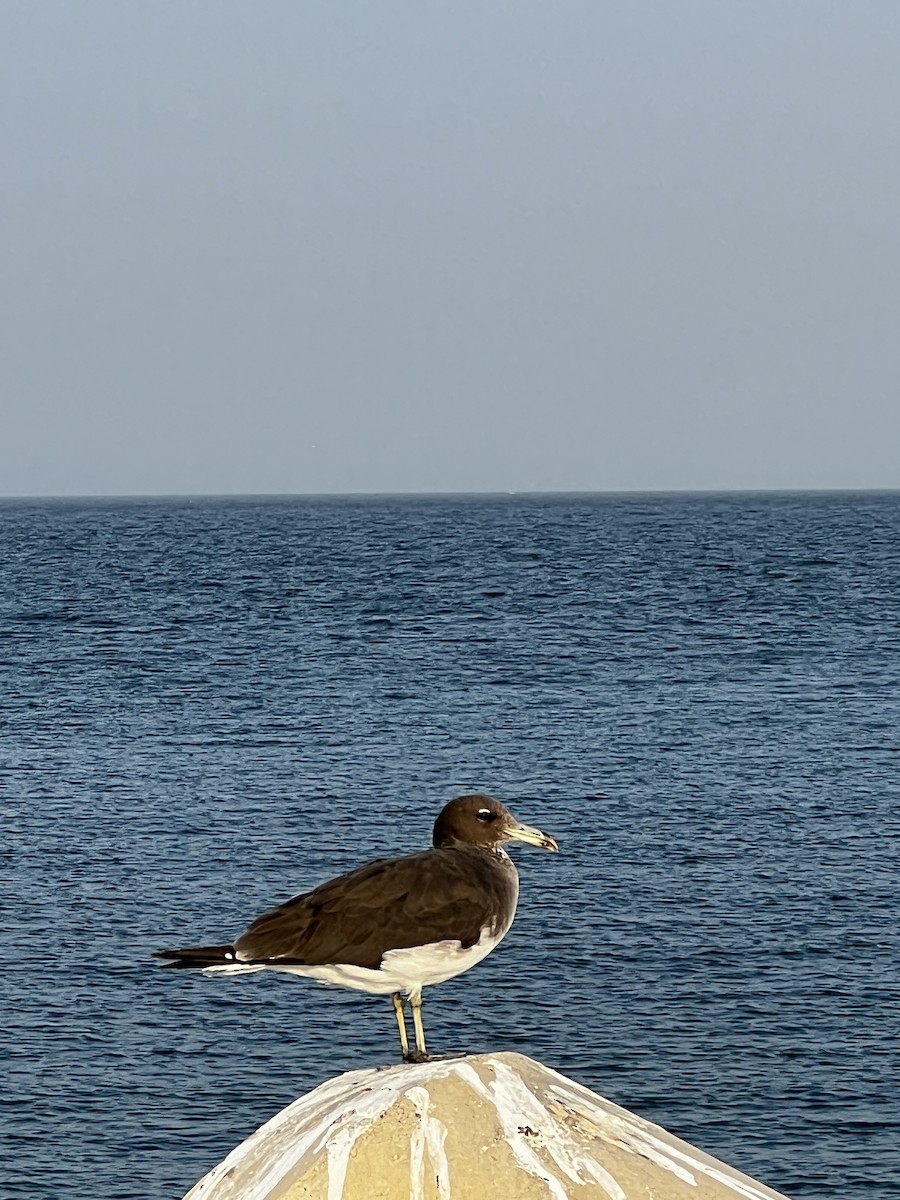 Sooty Gull - ML629813340