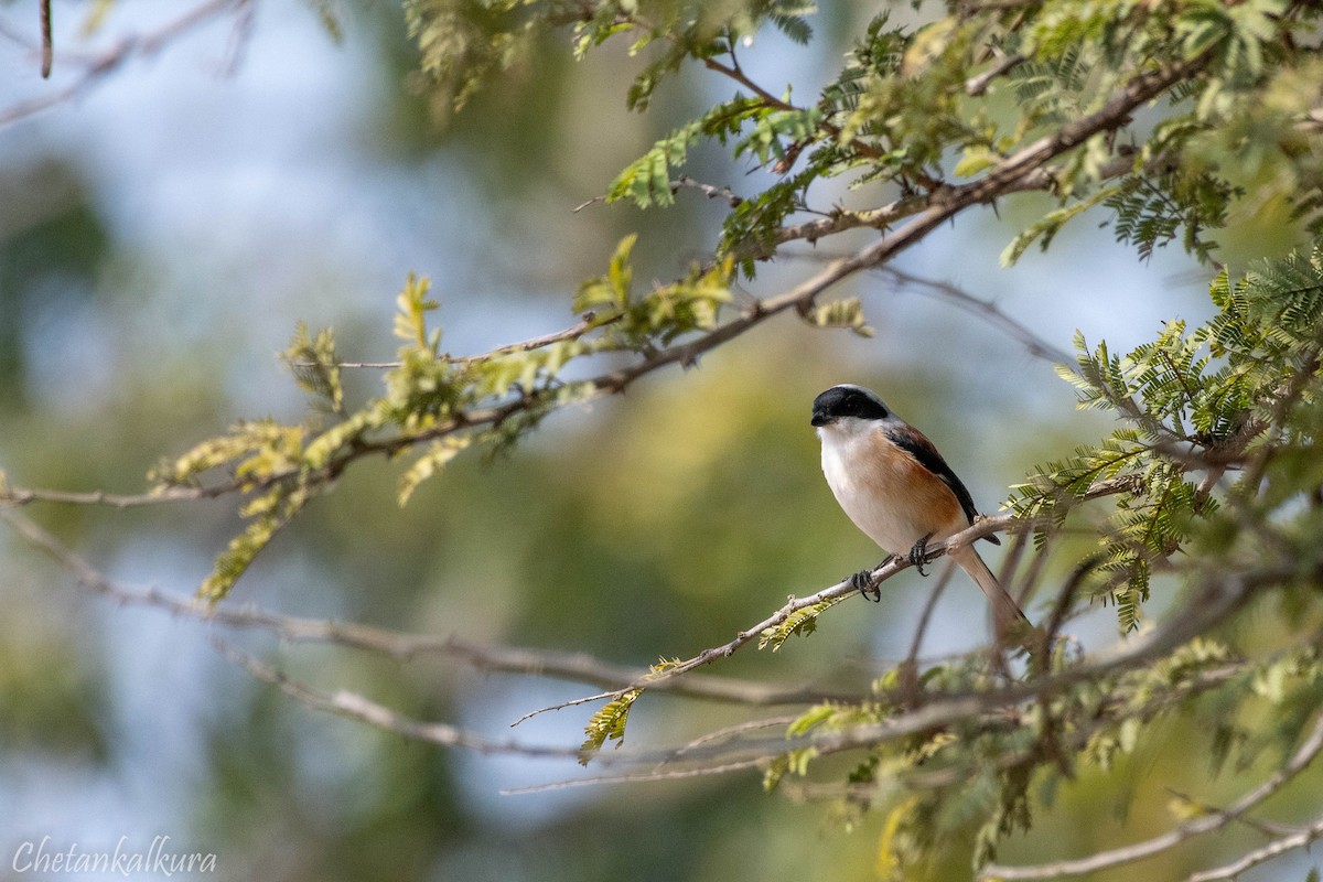 Bay-backed Shrike - ML629813346