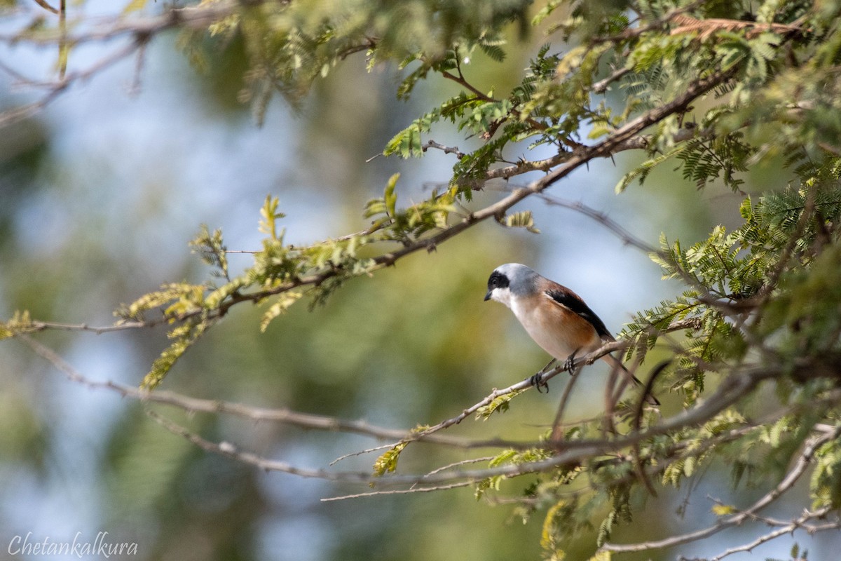 Bay-backed Shrike - ML629813347