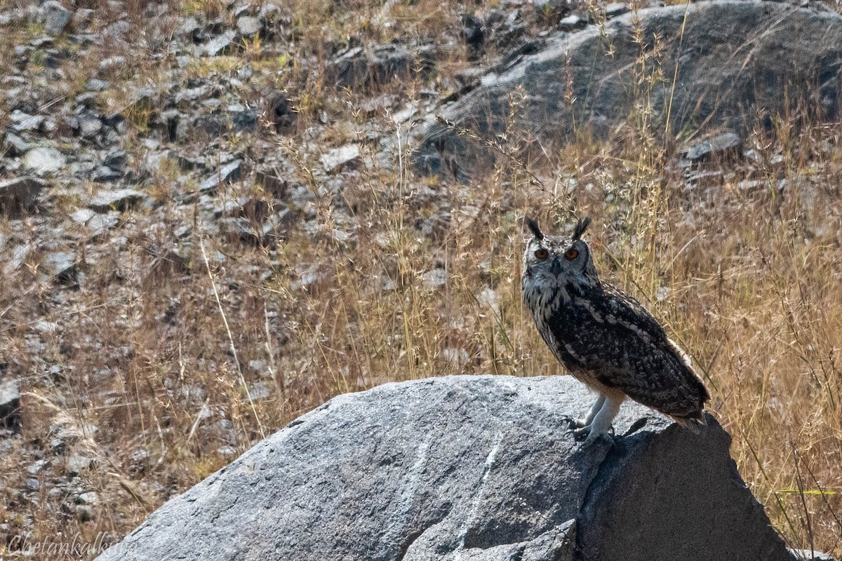 Rock Eagle-Owl - ML629813371
