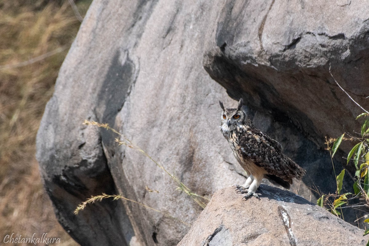 Rock Eagle-Owl - ML629813372