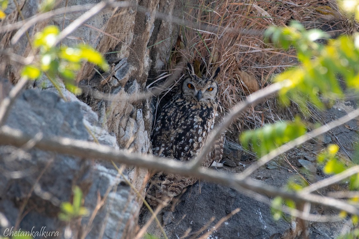 Rock Eagle-Owl - ML629813373