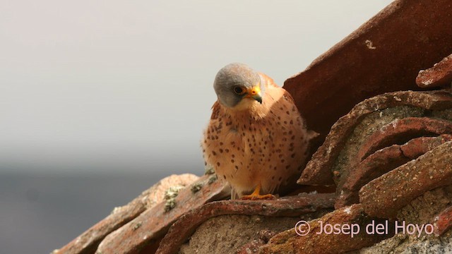 Lesser Kestrel - ML629813374