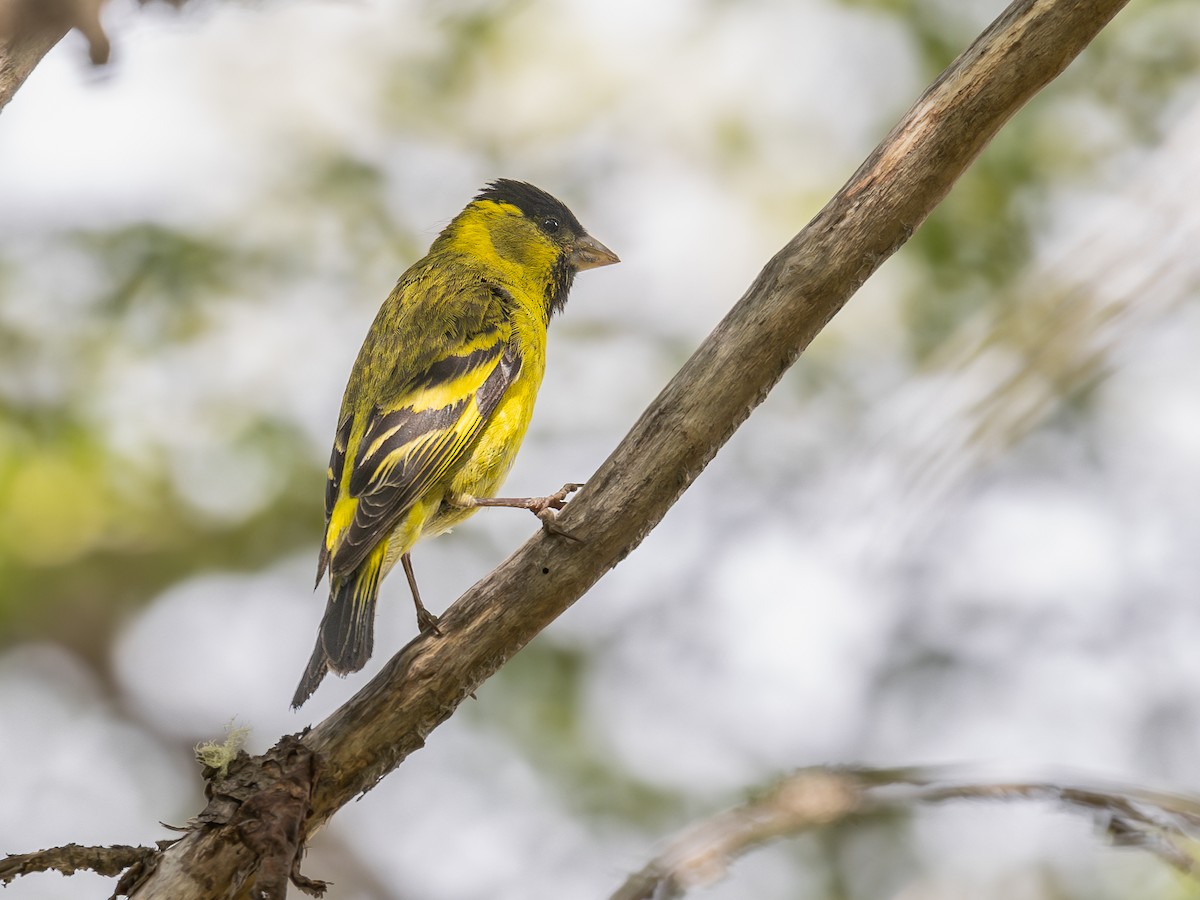 Чиж бородатий - ML629813412