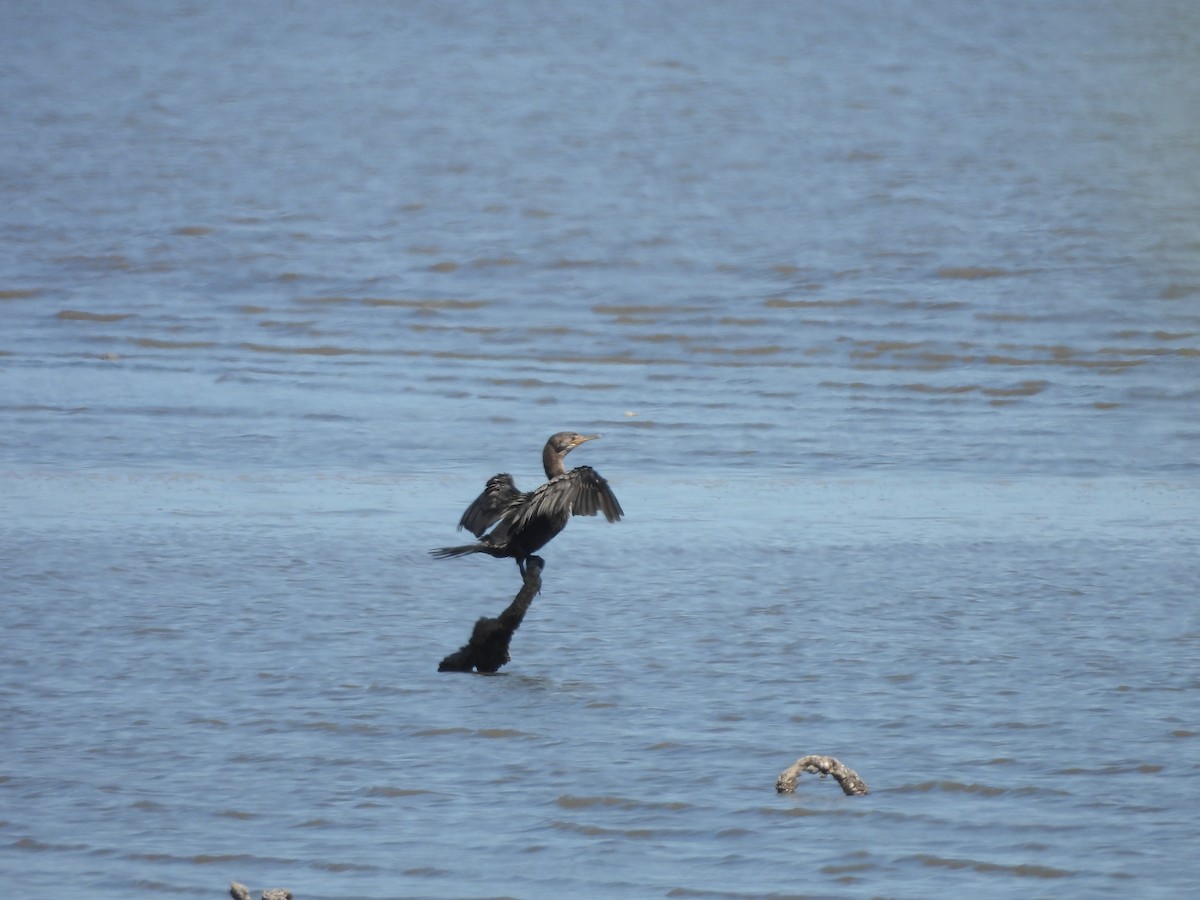 Neotropic Cormorant - ML629813629