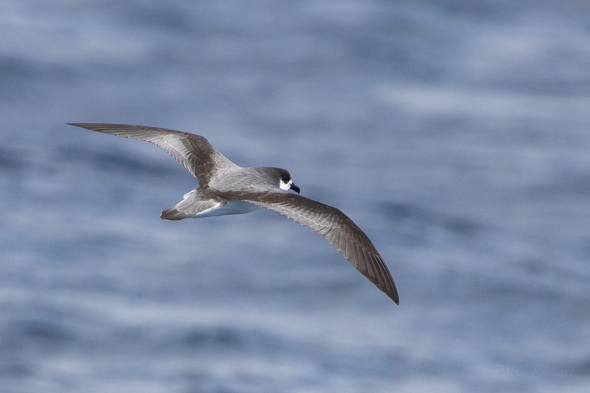Stejneger's Petrel - ML629813676