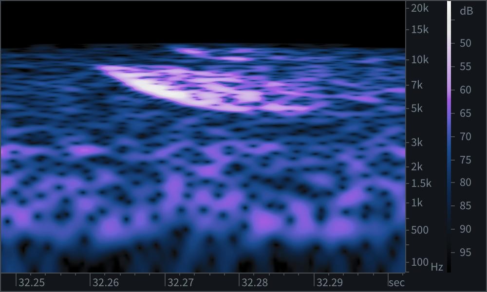 kalypta Kalliopina - ML629813719