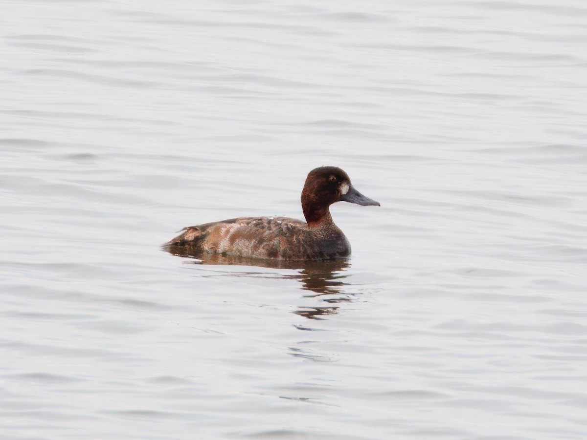 Lesser Scaup - ML629813849