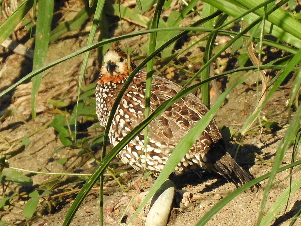 Crested Bobwhite - ML629814040