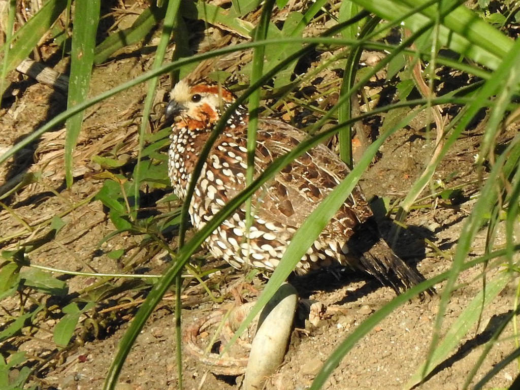 Crested Bobwhite - ML629814043