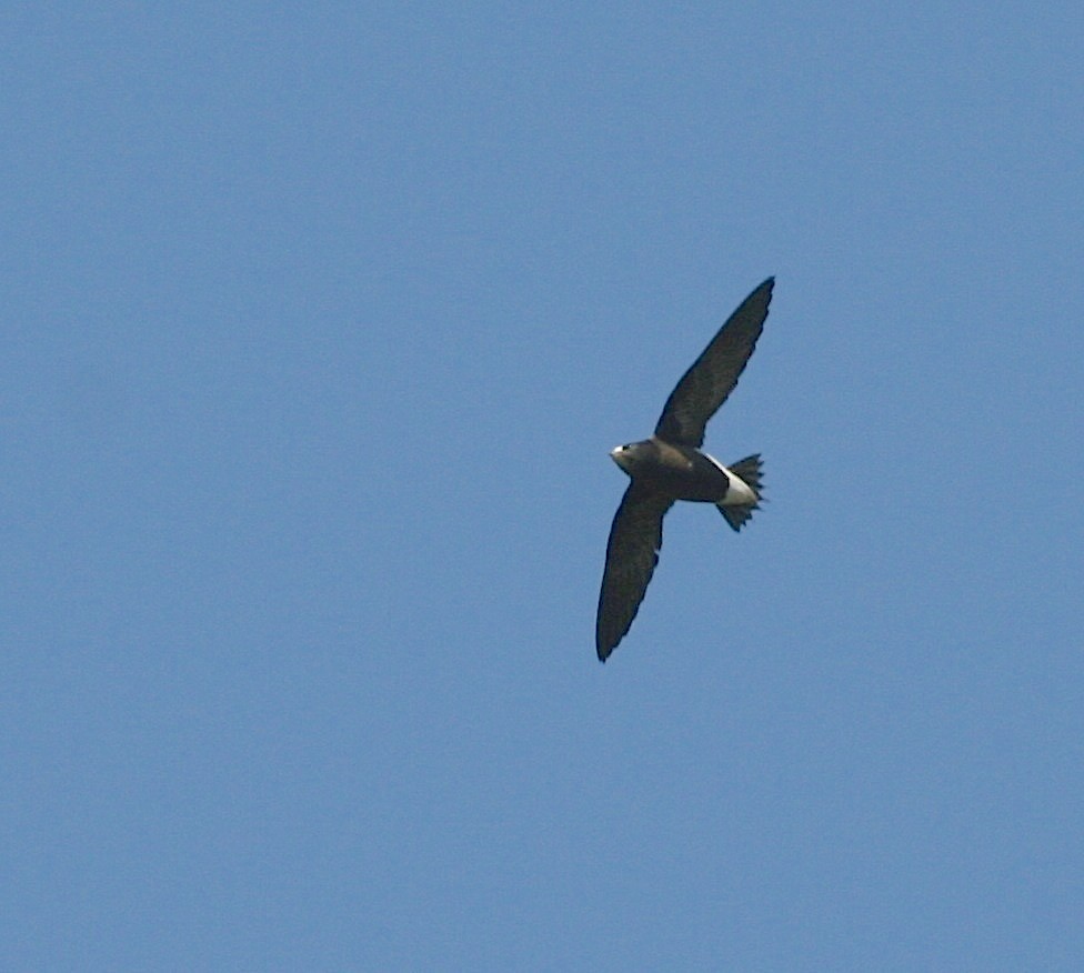 Brown-backed Needletail - ML629814073