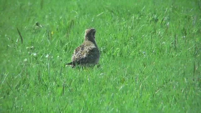 European Golden-Plover - ML629814239