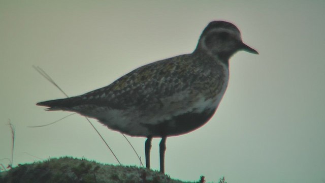 European Golden-Plover - ML629814283