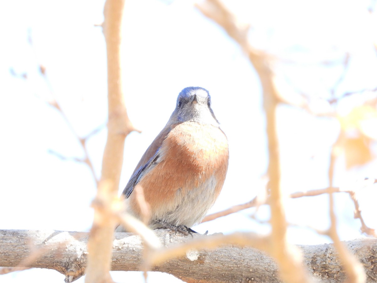 Western Bluebird - ML629814485