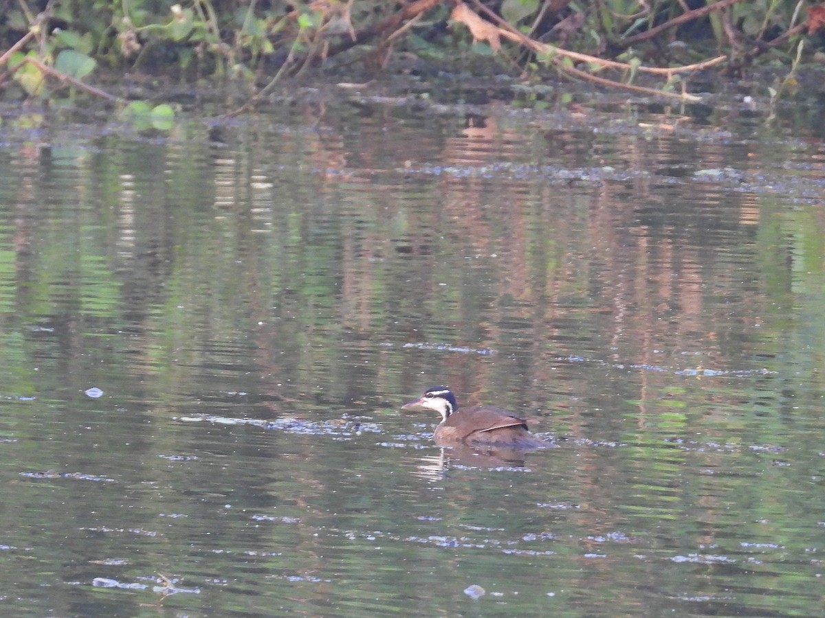 Sungrebe - ML629814649