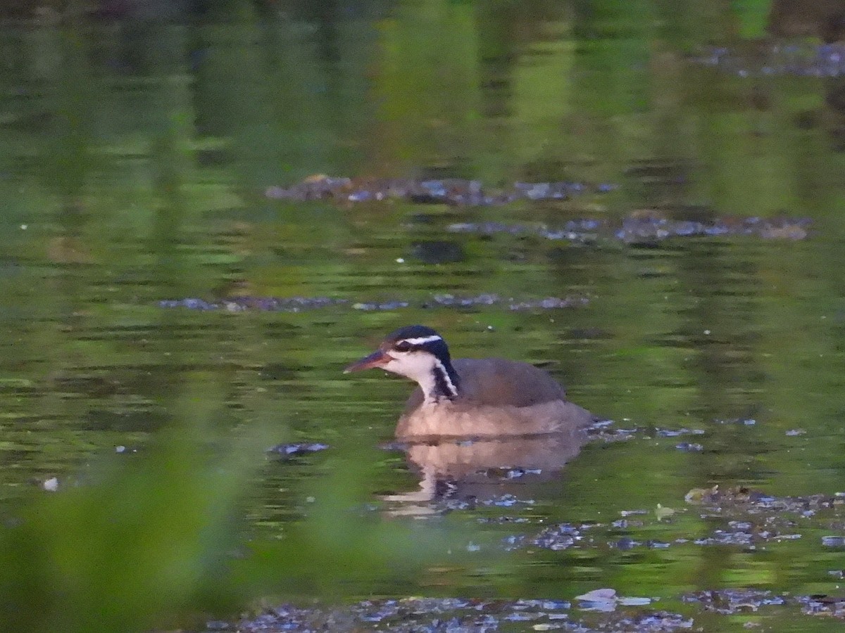 Sungrebe - ML629814650