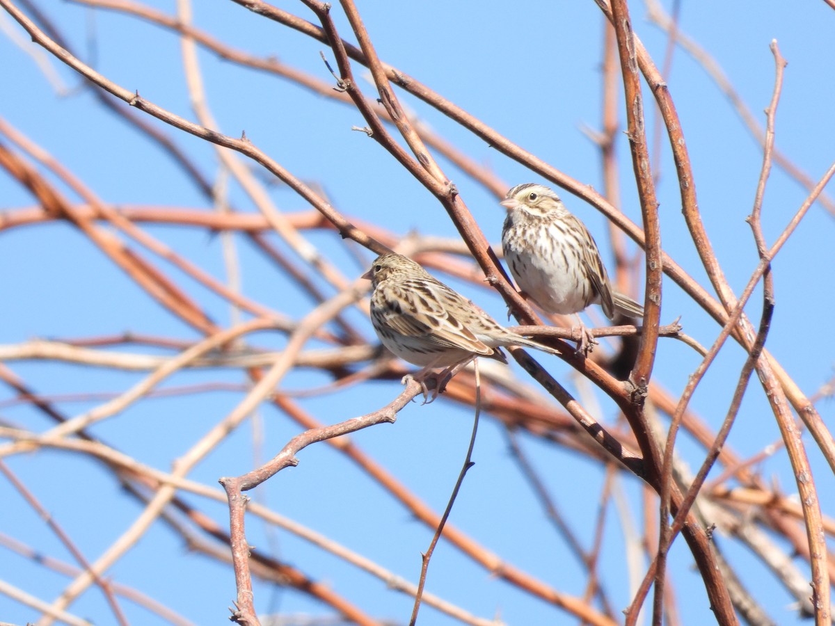 Savannah Sparrow - ML629814671