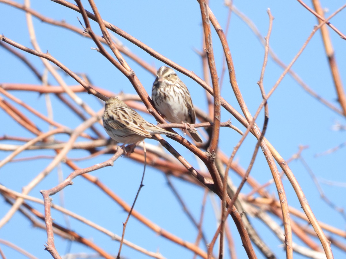 Savannah Sparrow - ML629814672