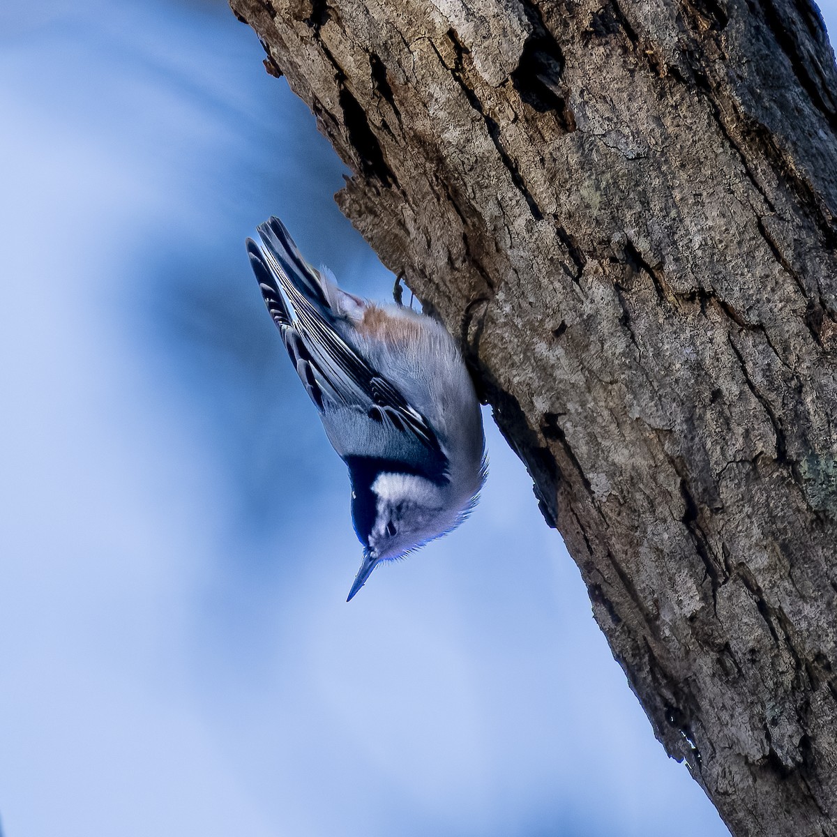 White-breasted Nuthatch - ML629814742