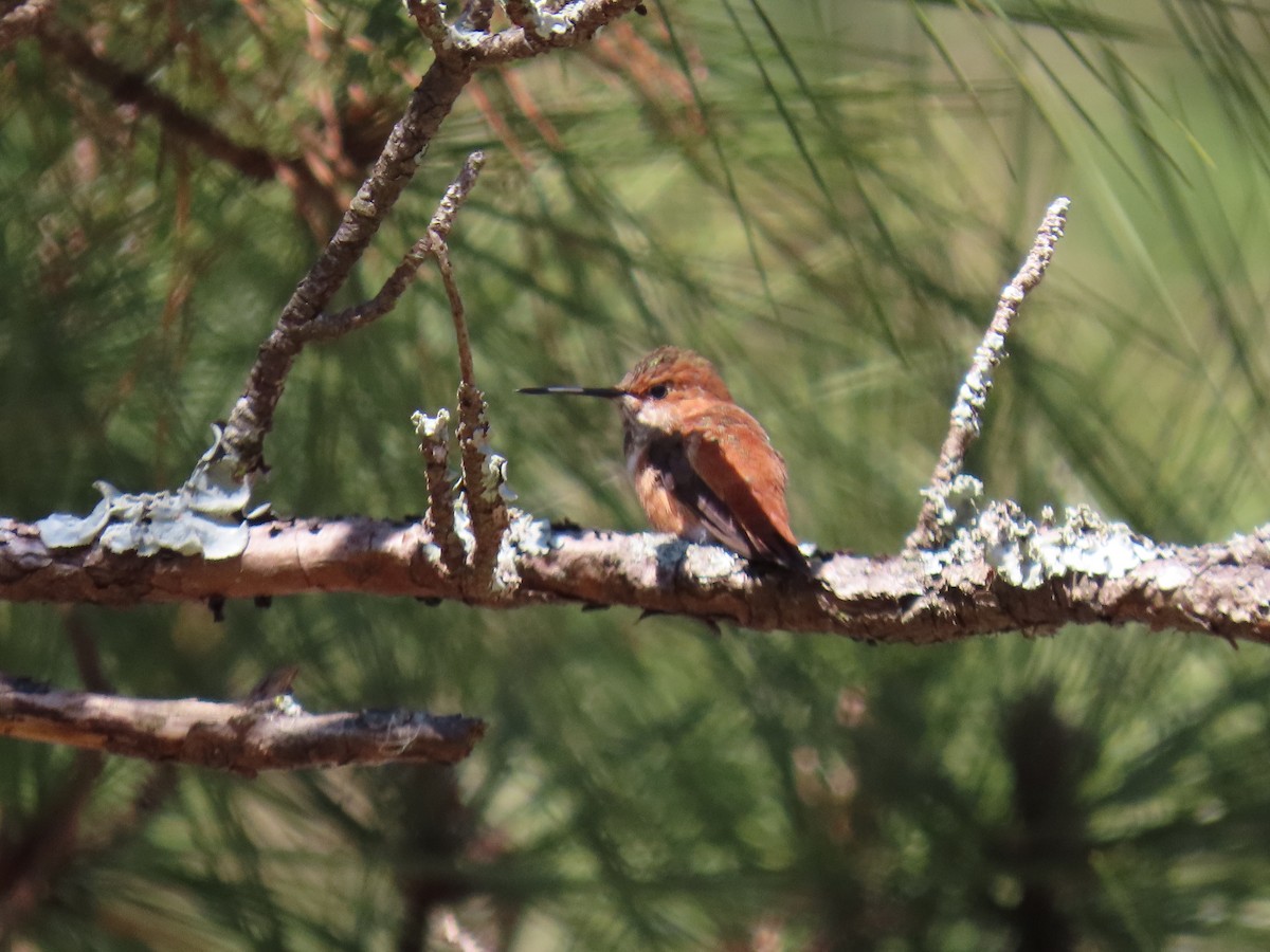 Rufous Hummingbird - ML629815119