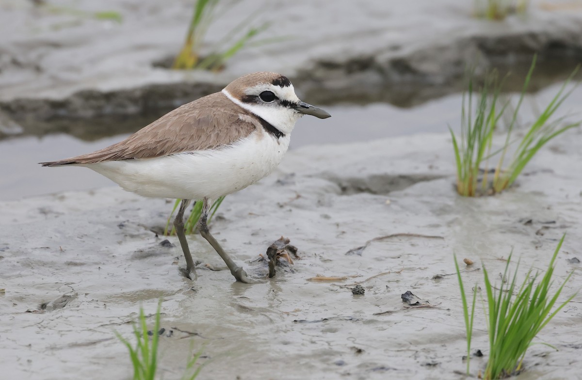 Kentish Plover (Kentish) - ML629815132