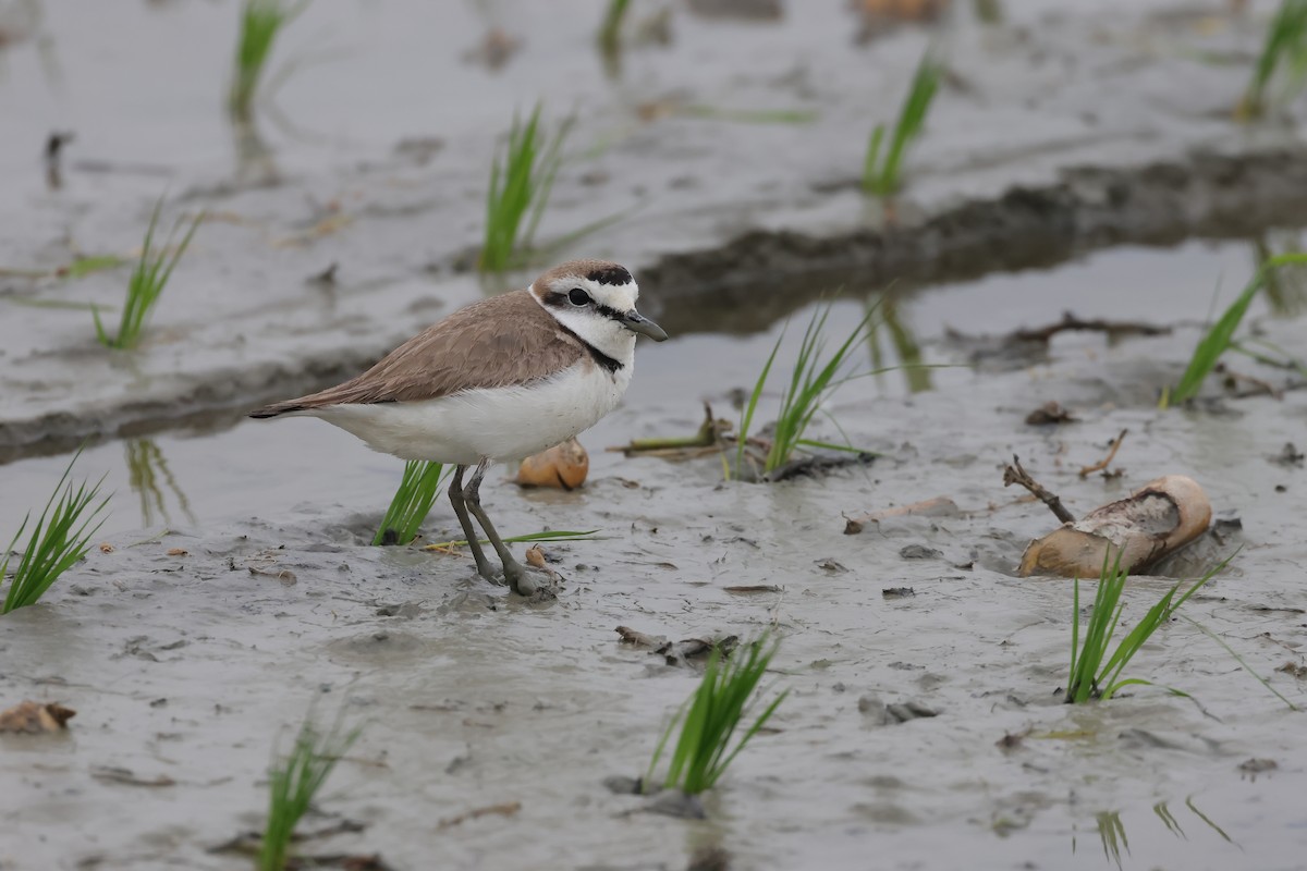 Kentish Plover (Kentish) - ML629815133