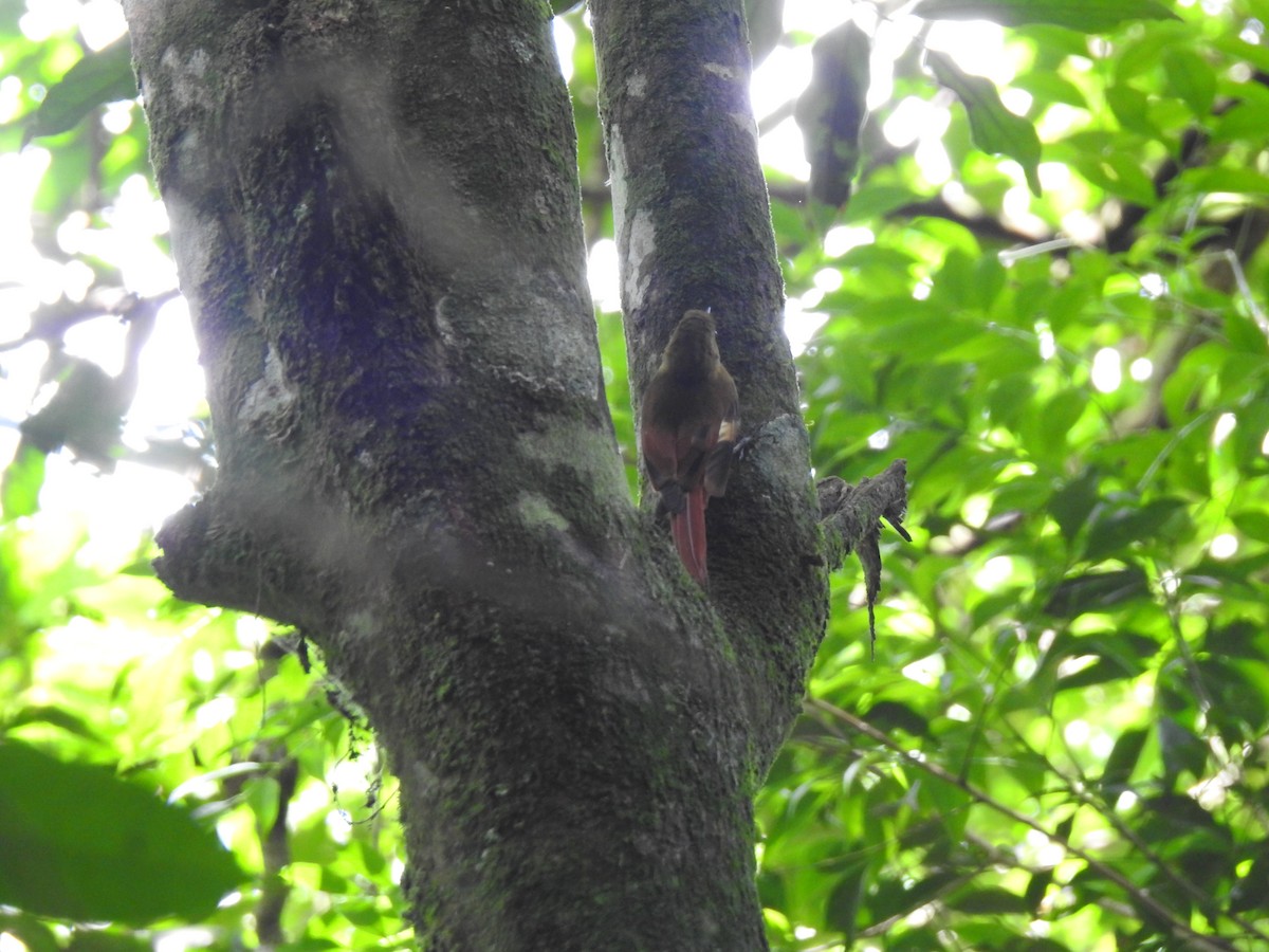 Olivaceous Woodcreeper - ML629815338