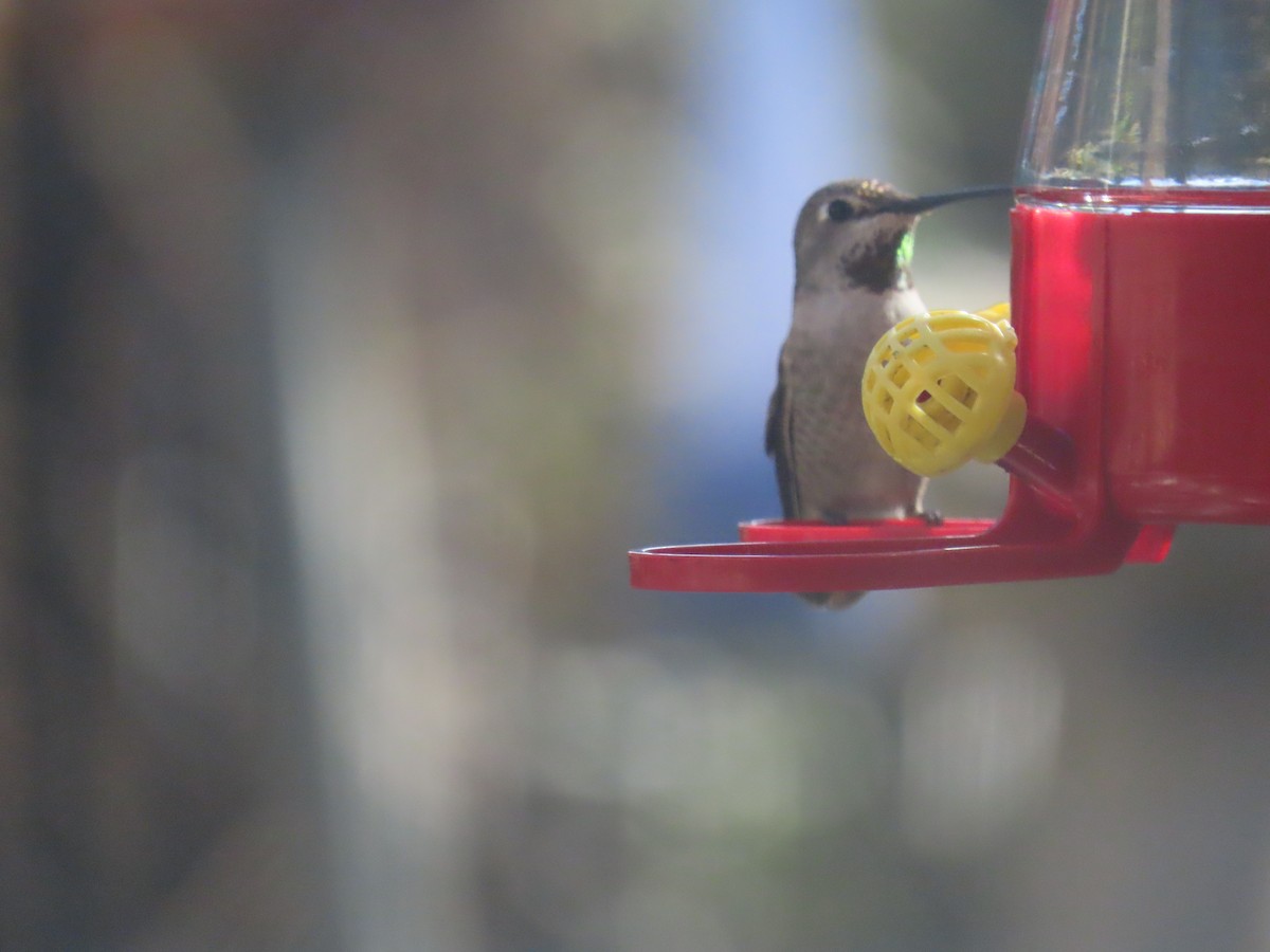 Anna's Hummingbird - ML629815451
