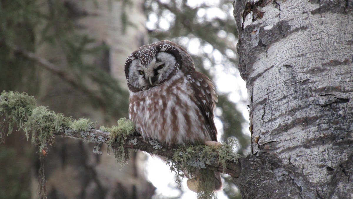 Boreal Owl - ML629815467
