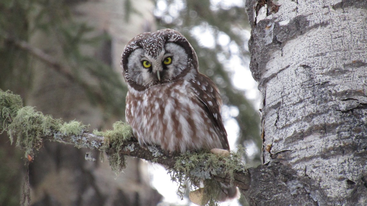 Boreal Owl - ML629815468