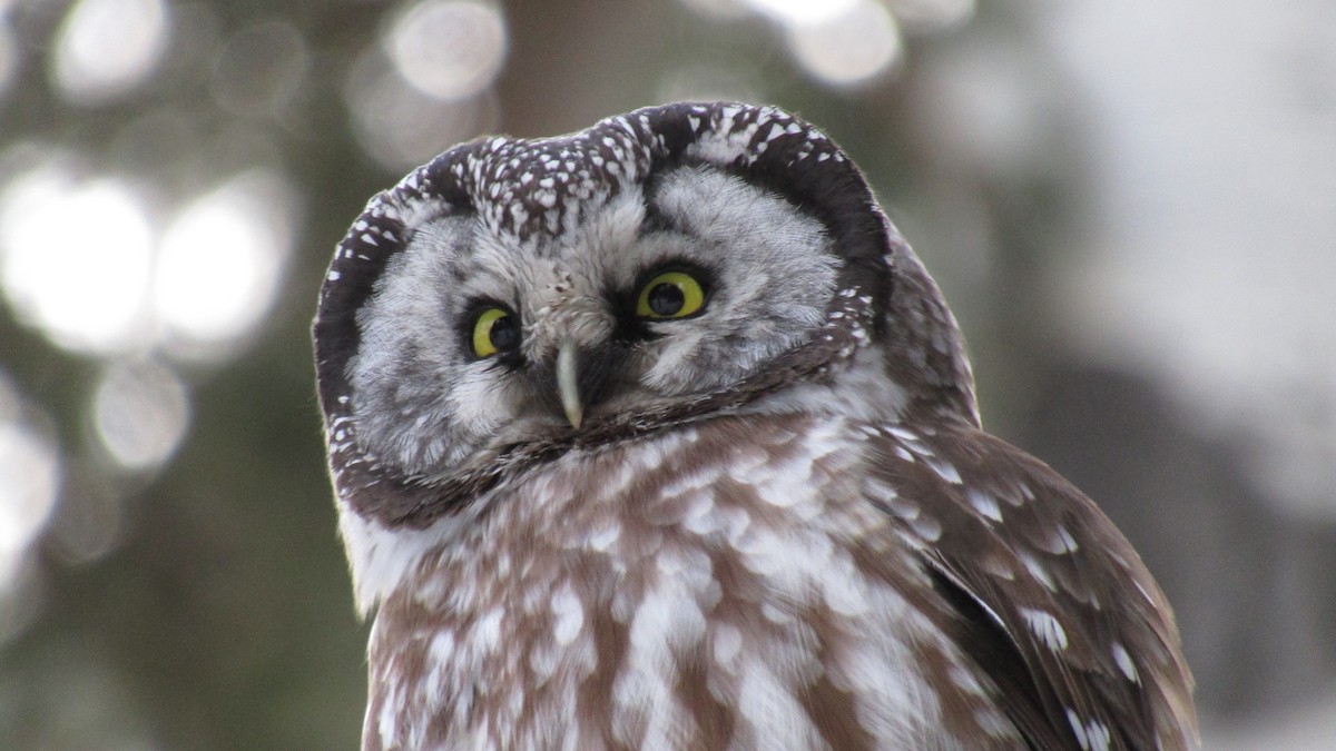 Boreal Owl - ML629815469