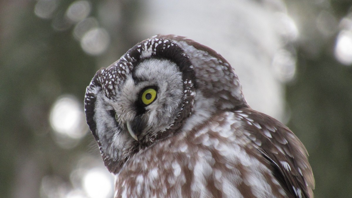 Boreal Owl - ML629815471