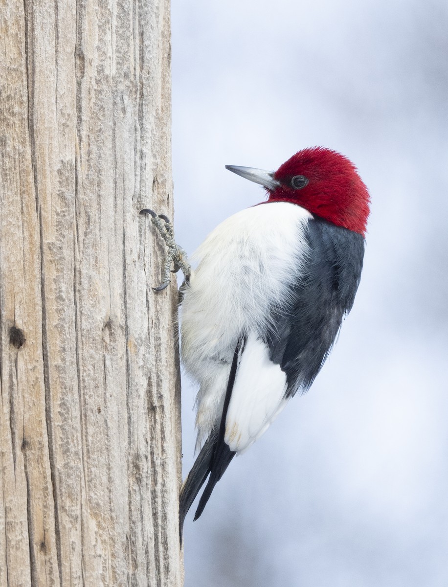 Red-headed Woodpecker - ML629815481
