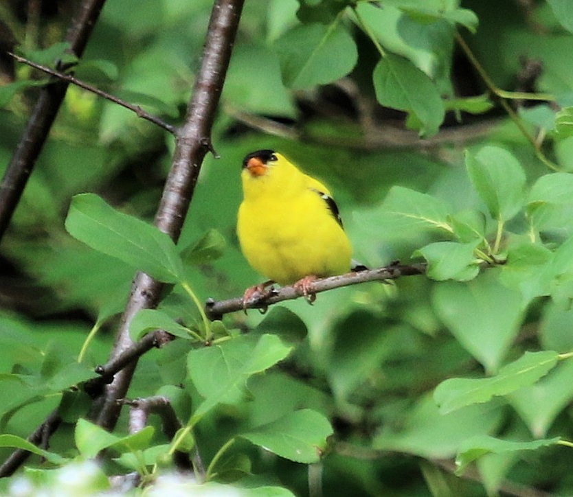 American Goldfinch - ML629815566