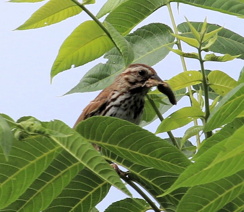 Song Sparrow - ML629815578