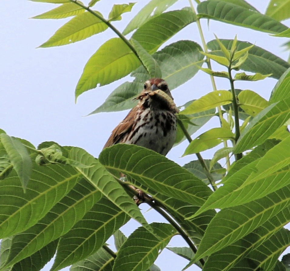 Song Sparrow - ML629815579