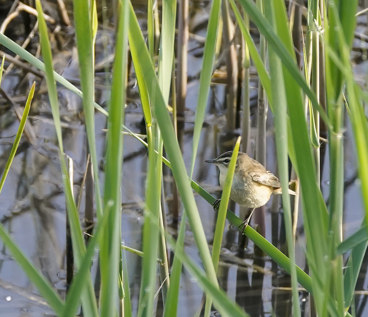 Sedge Warbler - ML629815775