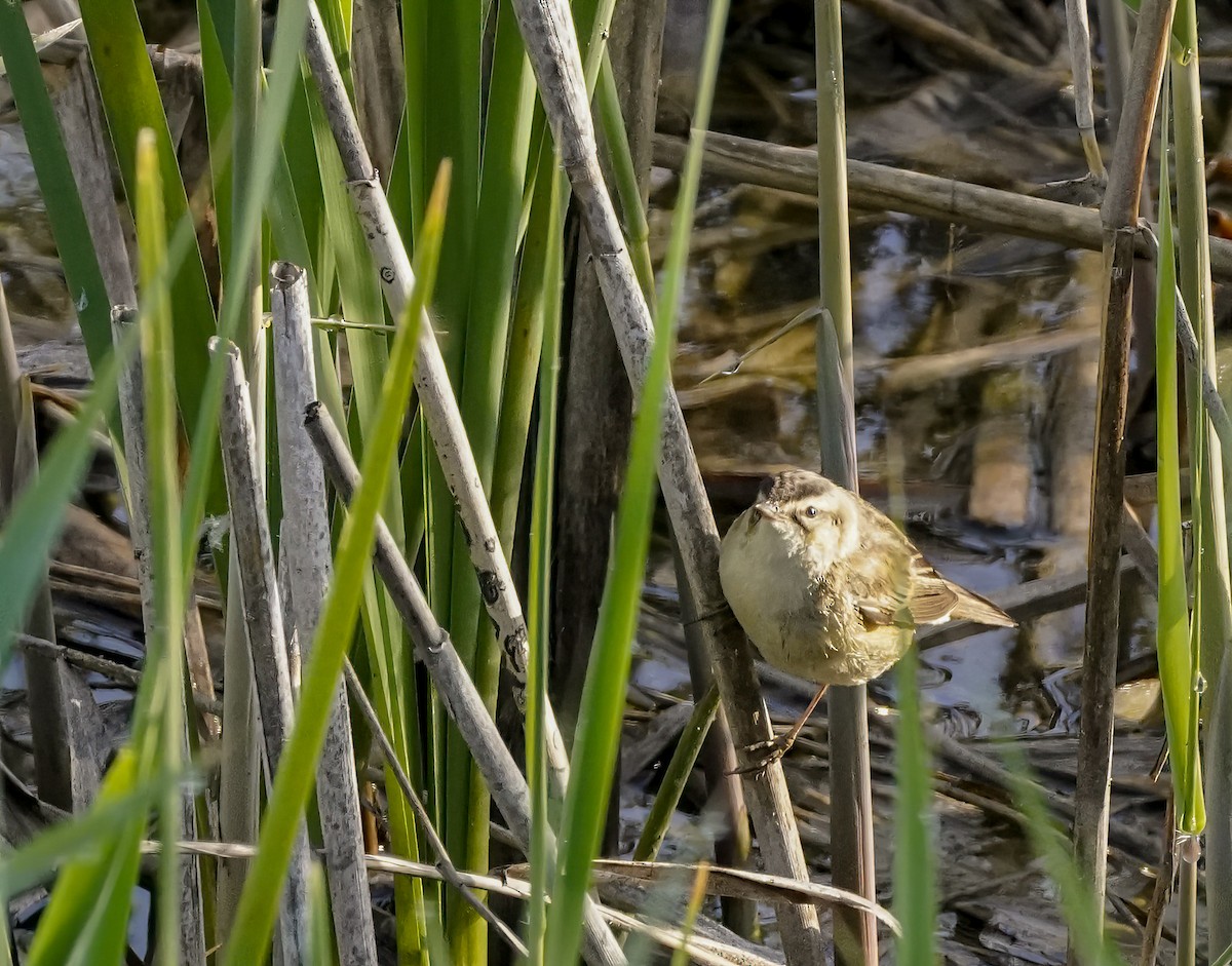 Sedge Warbler - ML629815776